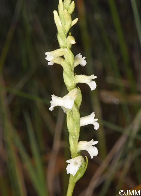 Spiranthes aestivalis