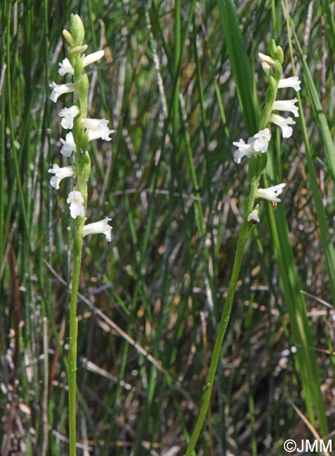 Spiranthes aestivalis