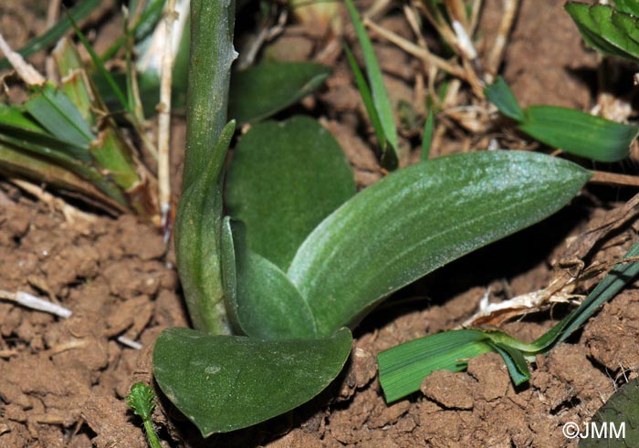 Spiranthes spiralis