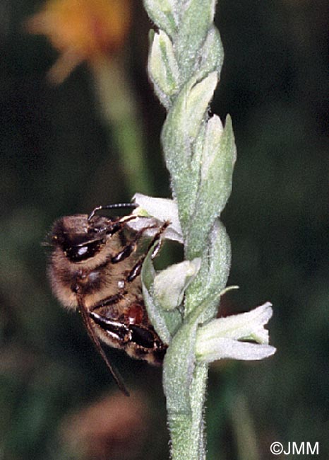 Spiranthes spiralis