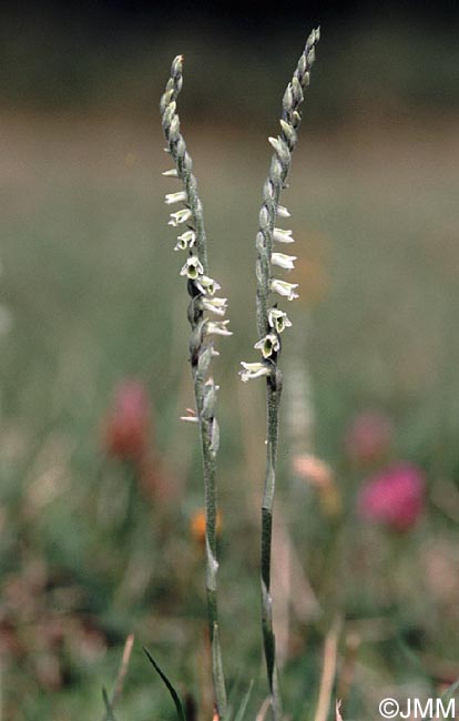 Spiranthes spiralis