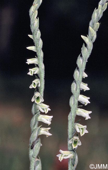 Spiranthes spiralis