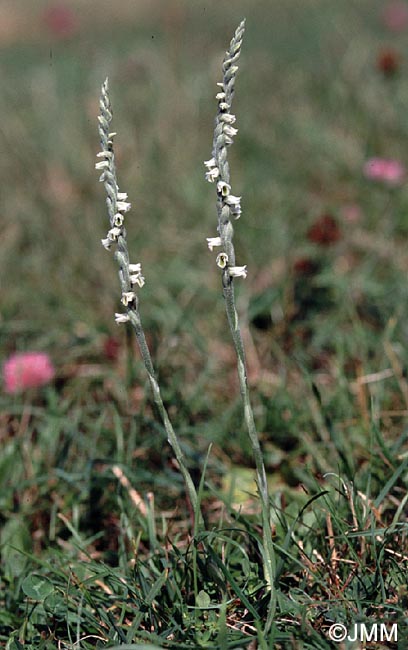 Spiranthes spiralis