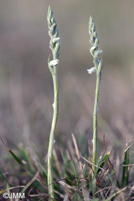Spiranthes spiralis