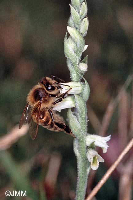 Spiranthes spiralis