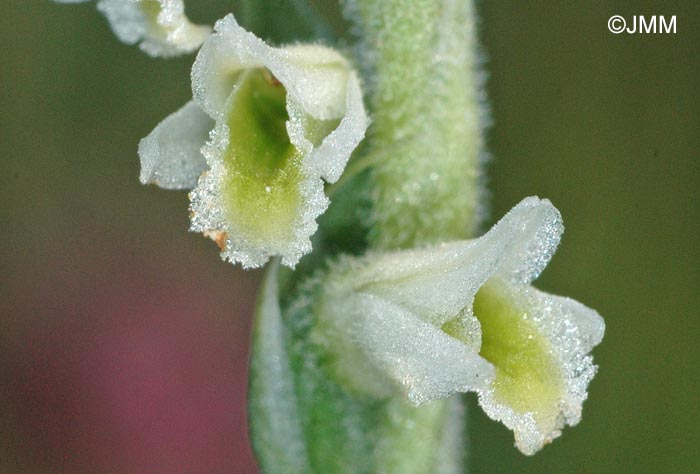 Spiranthes spiralis