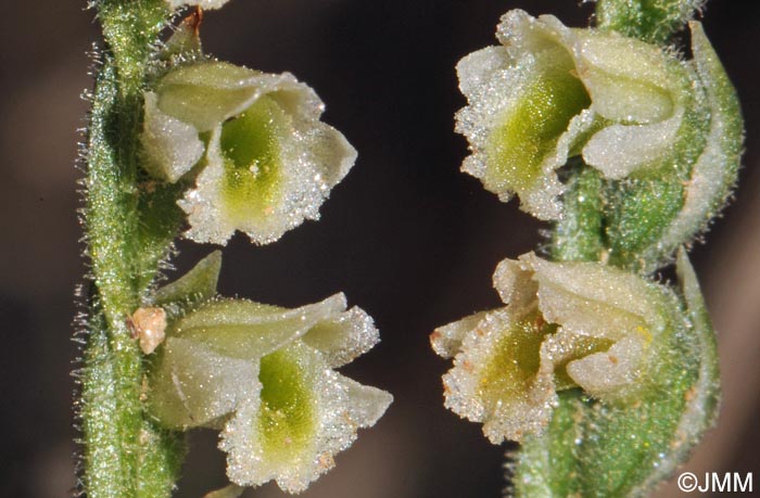 Spiranthes spiralis