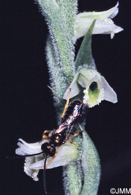 Spiranthes spiralis