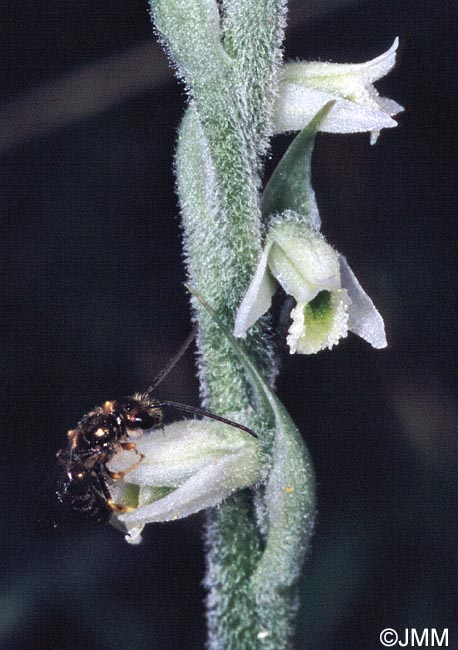 Spiranthes spiralis