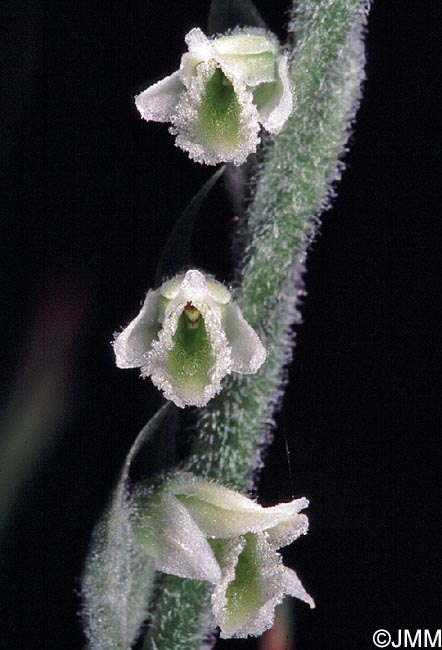 Spiranthes spiralis