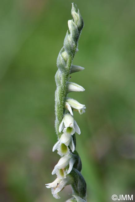 Spiranthes spiralis
