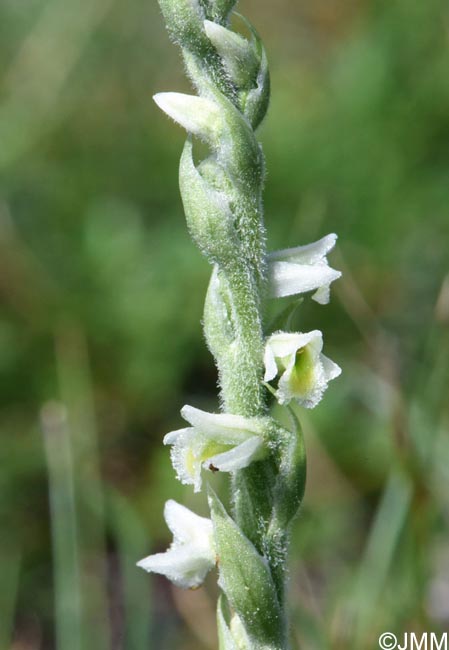 Spiranthes spiralis