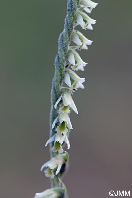 Spiranthes spiralis