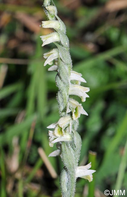 Spiranthes spiralis