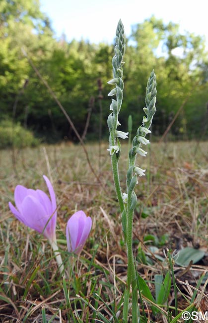 Spiranthes spiralis & Colchicum autumnale