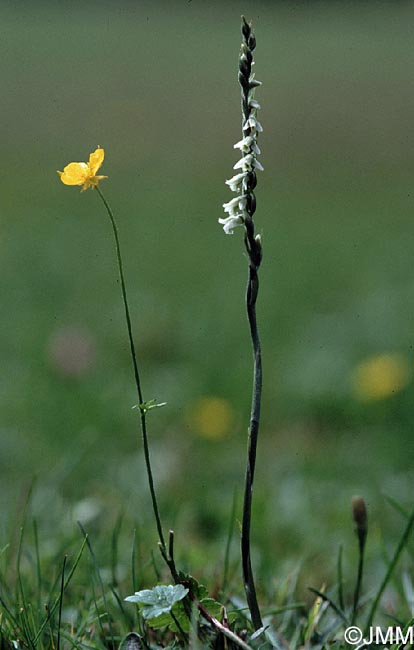 Spiranthes spiralis