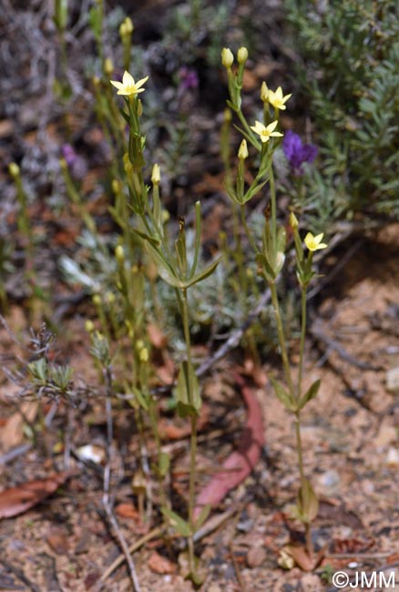 Blackstonia imperfoliata