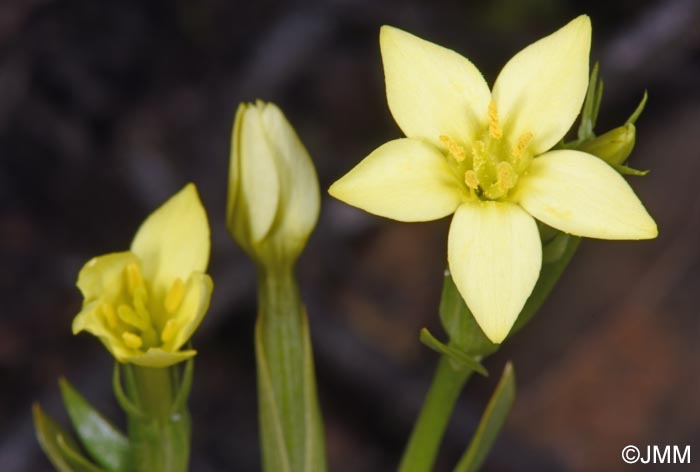 Blackstonia imperfoliata