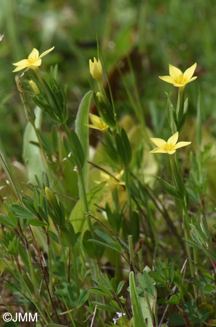 Blackstonia imperfoliata