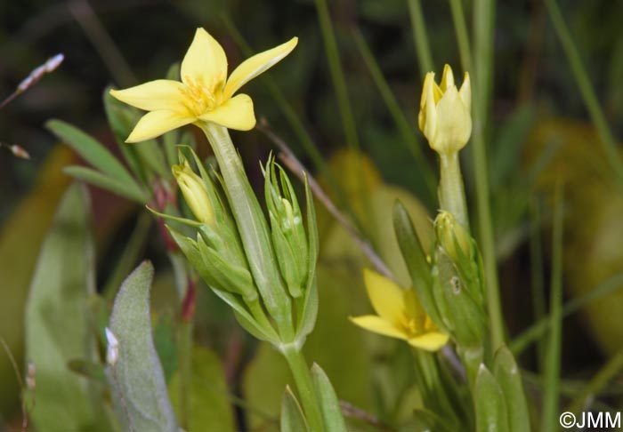 Blackstonia imperfoliata