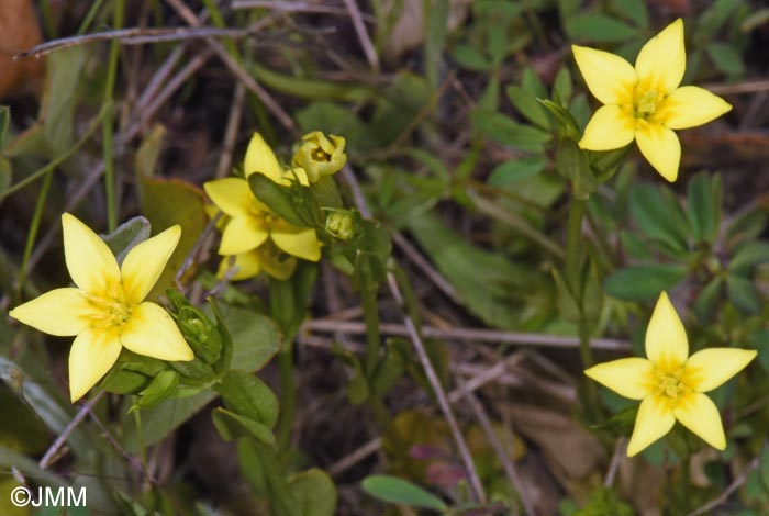 Blackstonia imperfoliata