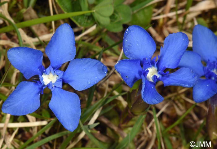 Gentiana verna