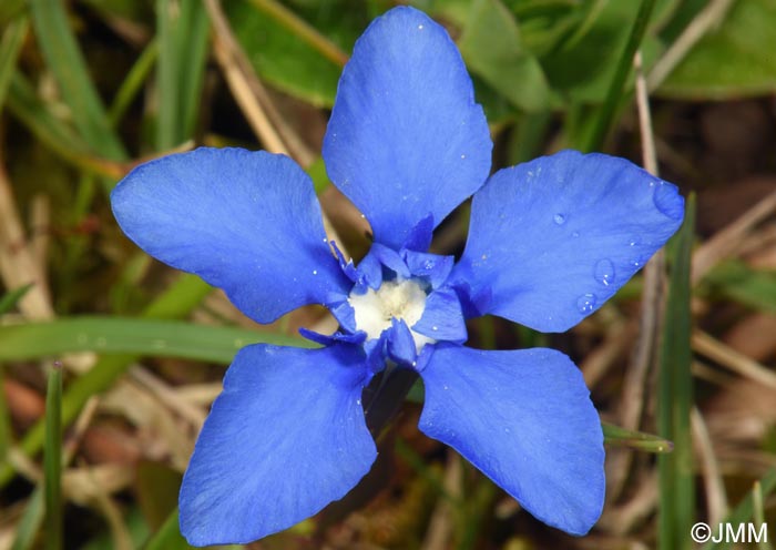Gentiana verna