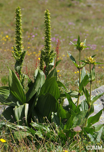 Veratrum album subsp. lobelianum et Gentiana burseri subsp. villarsii