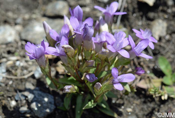 Gentianella campestris