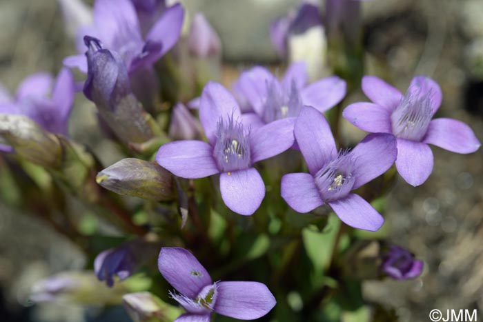 Gentianella campestris