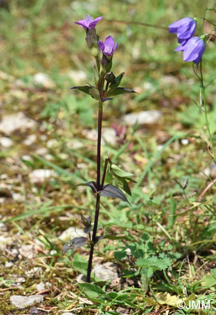 Gentianella campestris