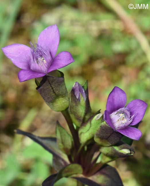 Gentianella campestris