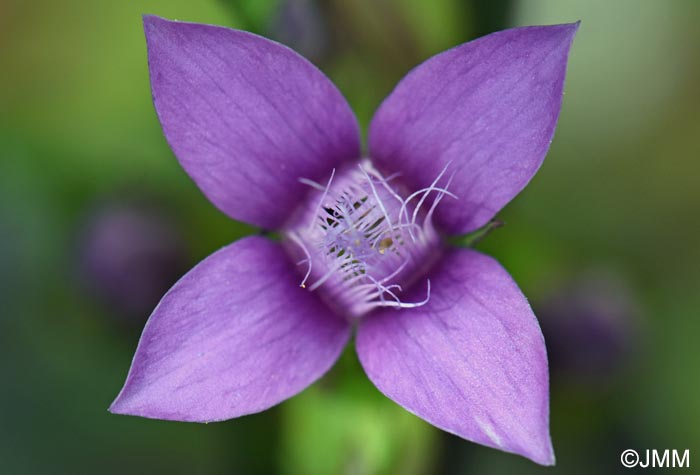 Gentianella campestris