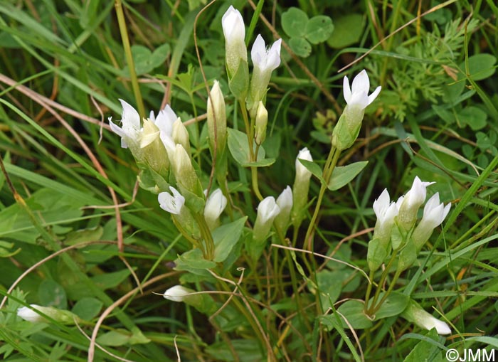 Gentianella campestris f. alba