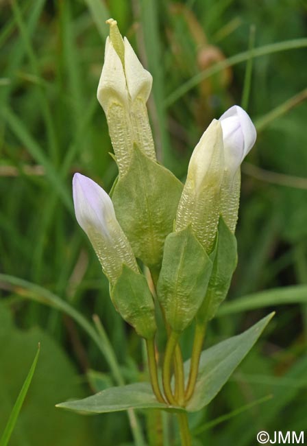 Gentianella campestris f. alba