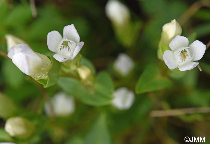 Gentianella campestris f. alba