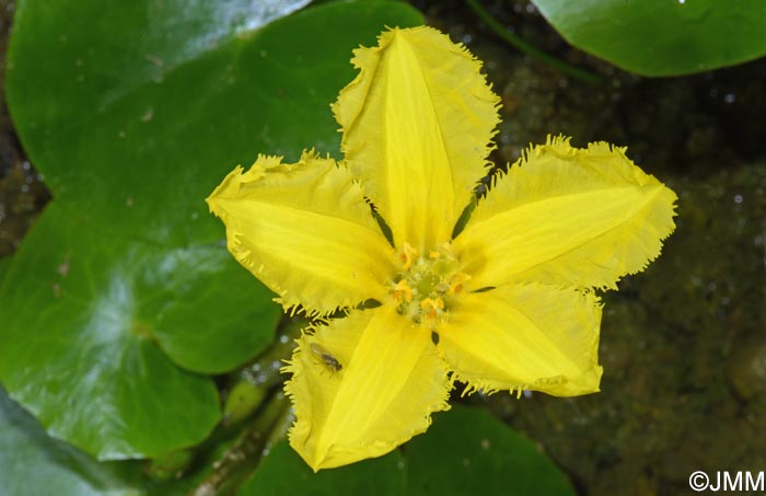 Nymphoides peltata