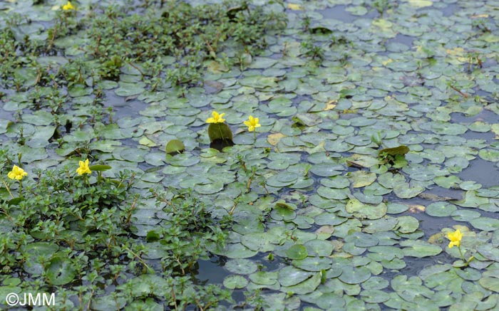Nymphoides peltata