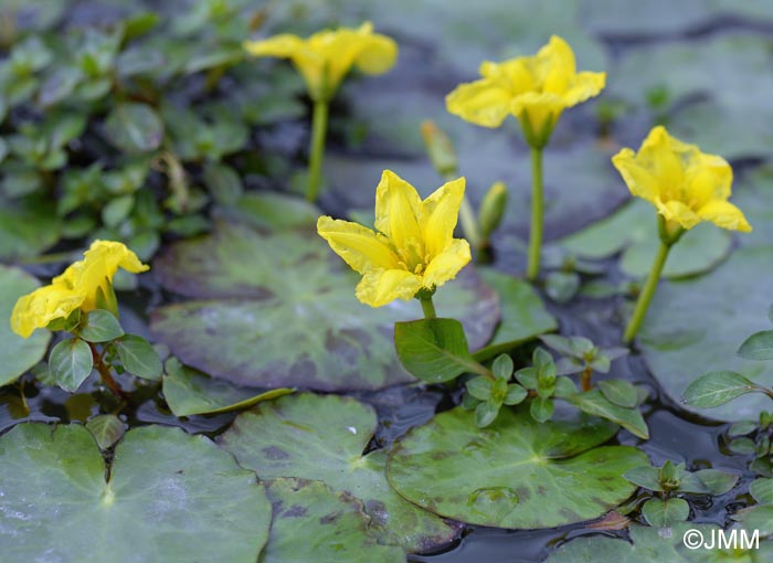 Nymphoides peltata