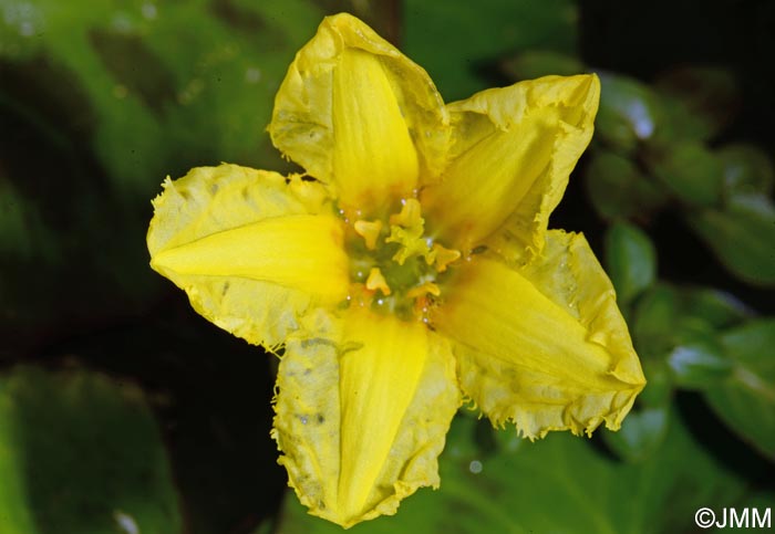 Nymphoides peltata