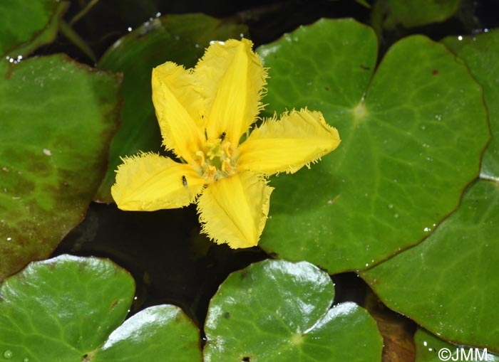 Nymphoides peltata