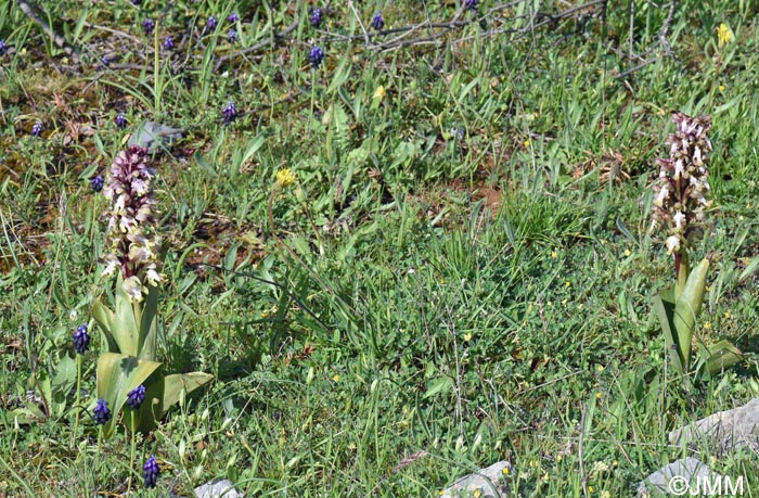 Himantoglossum robertianum