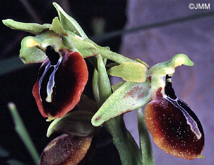 Ophrys aesculapii&nbsp;subsp. pseudoaranifera