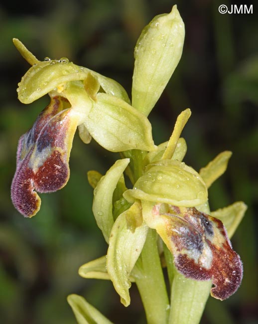 Ophrys calocaerina