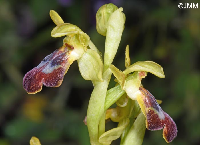 Ophrys calocaerina