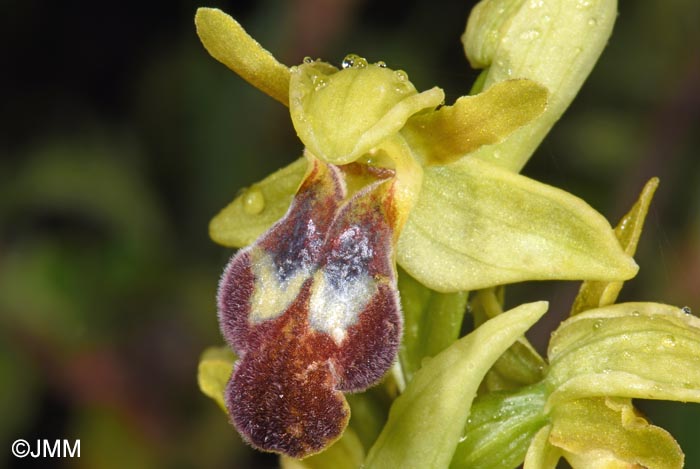 Ophrys calocaerina