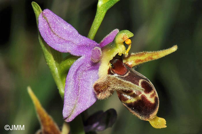 Ophrys crassicornis