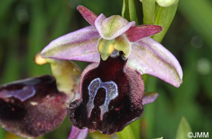 Ophrys ferrum-equinum