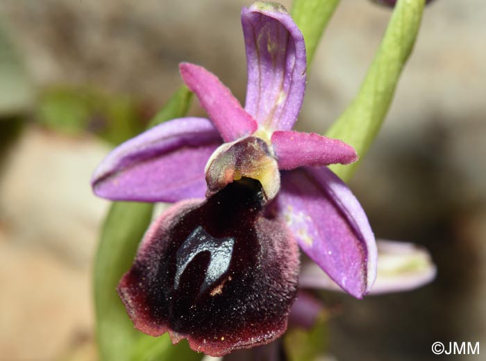 Ophrys ferrum-equinum var. minor