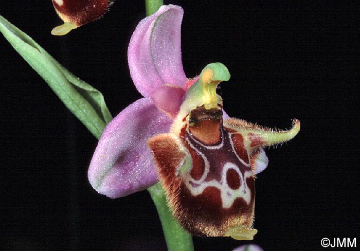 Ophrys lacaena